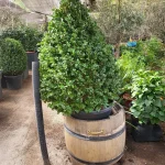 BOJ PIRAMIDALES GRANDES