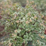 ABELIA ARBUSTIVA GRANDE