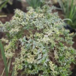 ABELIA VARIAGADA ADULTA