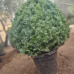 BOJ REDONDOS MEDIANOS 0,60 PROMEDIO