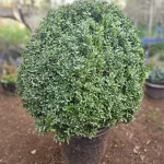 BOJ REDONDOS EXTRA GRANDES HOJA DELGADA