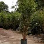 CRESPONES  2,0 MTS (FUCSIA)