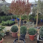 STENOCARPUS PIE ALTO