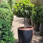 LAUREL DE COMER PIE ALTO