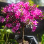 Azalea Pie alto pequeña