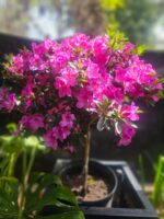 Azalea Pie alto pequeña