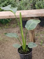 STRELITZIA NICOLAI, ALTURA 1,50 PROMEDIO - Imagen 3