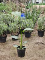 STRELITZIA NICOLAI, ALTURA 1,50 PROMEDIO - Imagen 2