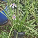 DIETE GRANDINFLORA MEDIANO