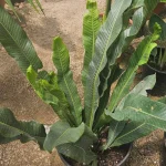 HELECHO CROSSIFOLIUM