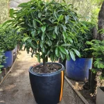 MACETERO MODELO AMSTERDAM 49X55X55 COLOR NEGRO