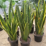 SANSEVIERIAS