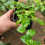 FICUS REPENS PEQUEÑOS