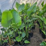 STRELITZIA NICOLAI, ALTURA 1,50 PROMEDIO - Imagen 5