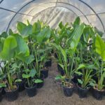 STRELITZIA NICOLAI, ALTURA 1,50 PROMEDIO - Imagen 4