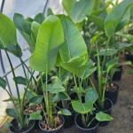 STRELITZIA NICOLAI, ALTURA 1,50 PROMEDIO