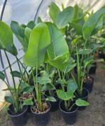 STRELITZIA NICOLAI, ALTURA 1,50 PROMEDIO