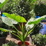 MANTO DE EVA MEDIANO