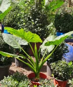 MANTO DE EVA MEDIANO