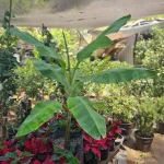 MUSA PLATANERA MEDIANA