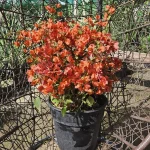 BOUGANVILLEA BOLA