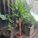 YUCA :  (Yucca elephantipes – Yucca guatemalensis)