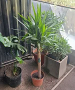 YUCA :  (Yucca elephantipes – Yucca guatemalensis)