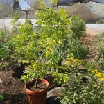 ALCANFOR ALTURA 1,70 MTS (PROMEDIO)