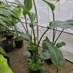 STRELITZIA NICOLAI 1,80 MTS DE 8 AÑOS