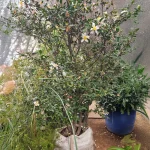 CAMELIA SASANQUA ARBUSTIVA