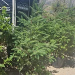 ABETO DE DOUGLAS (OREGON)