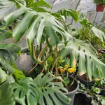 MONSTERA DELICIOSA