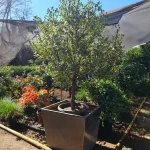 ILEX O ACEBO (altura entre 1,60 a 1,70)