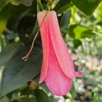 COPIHUES DE 8 AÑOS (1,70 PROMEDIO ALTO)