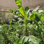 MUSA PLATANERA GRANDE 2,50 MTS (PROMEDIO)